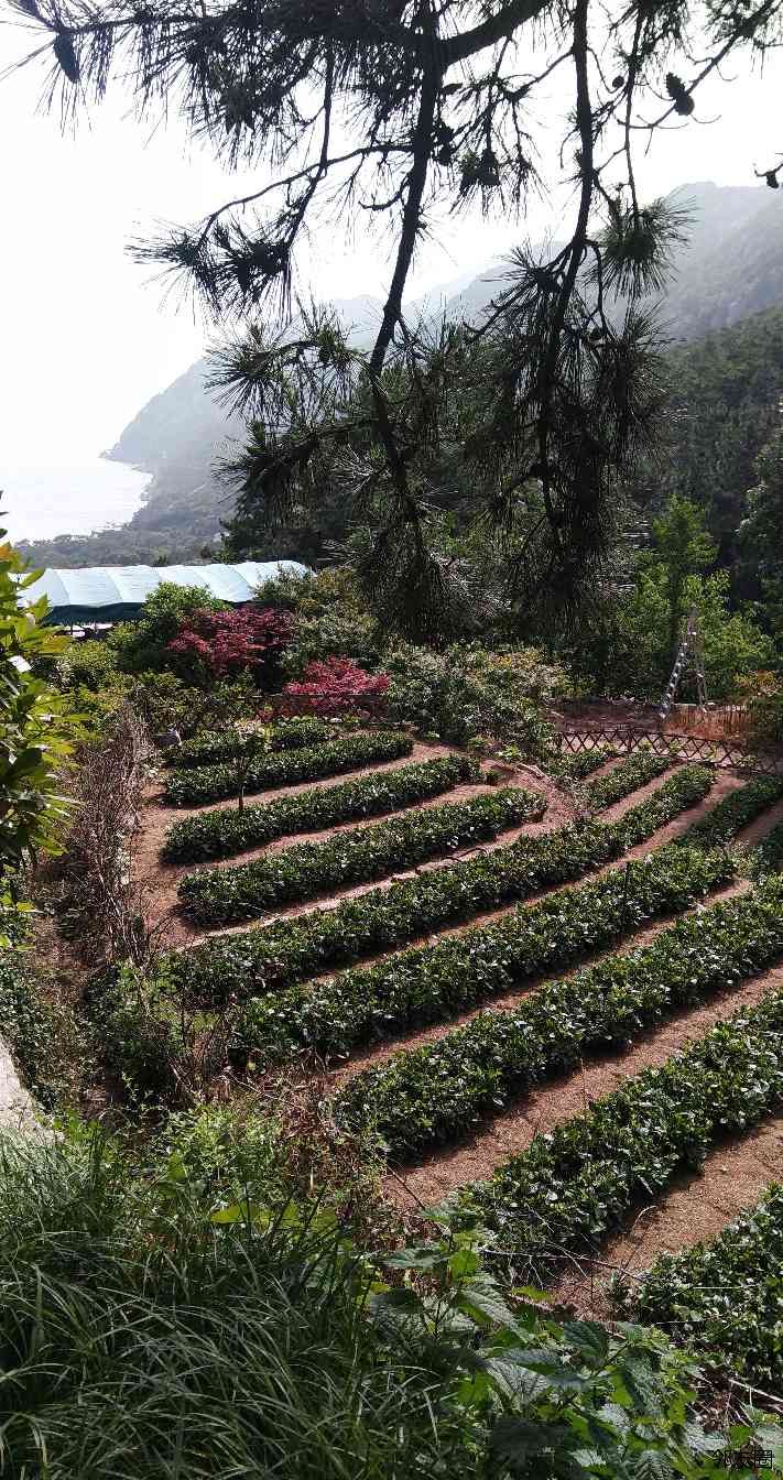 盛夏之旅 琴岛掠影 邻友圈