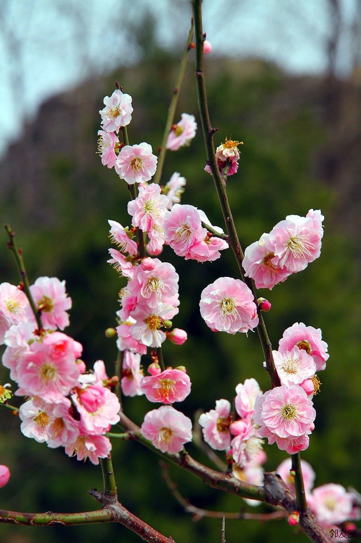 你好三月再拍梅花