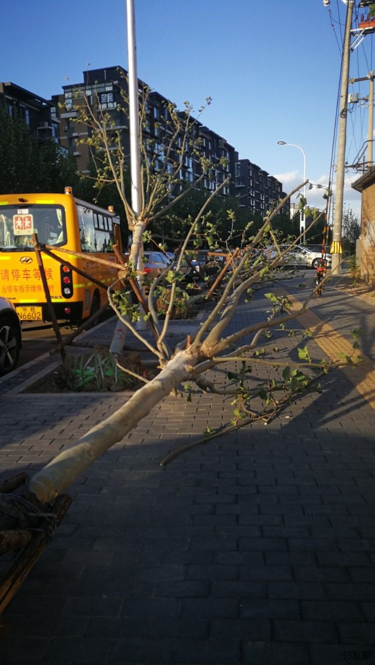 大风起小树倒